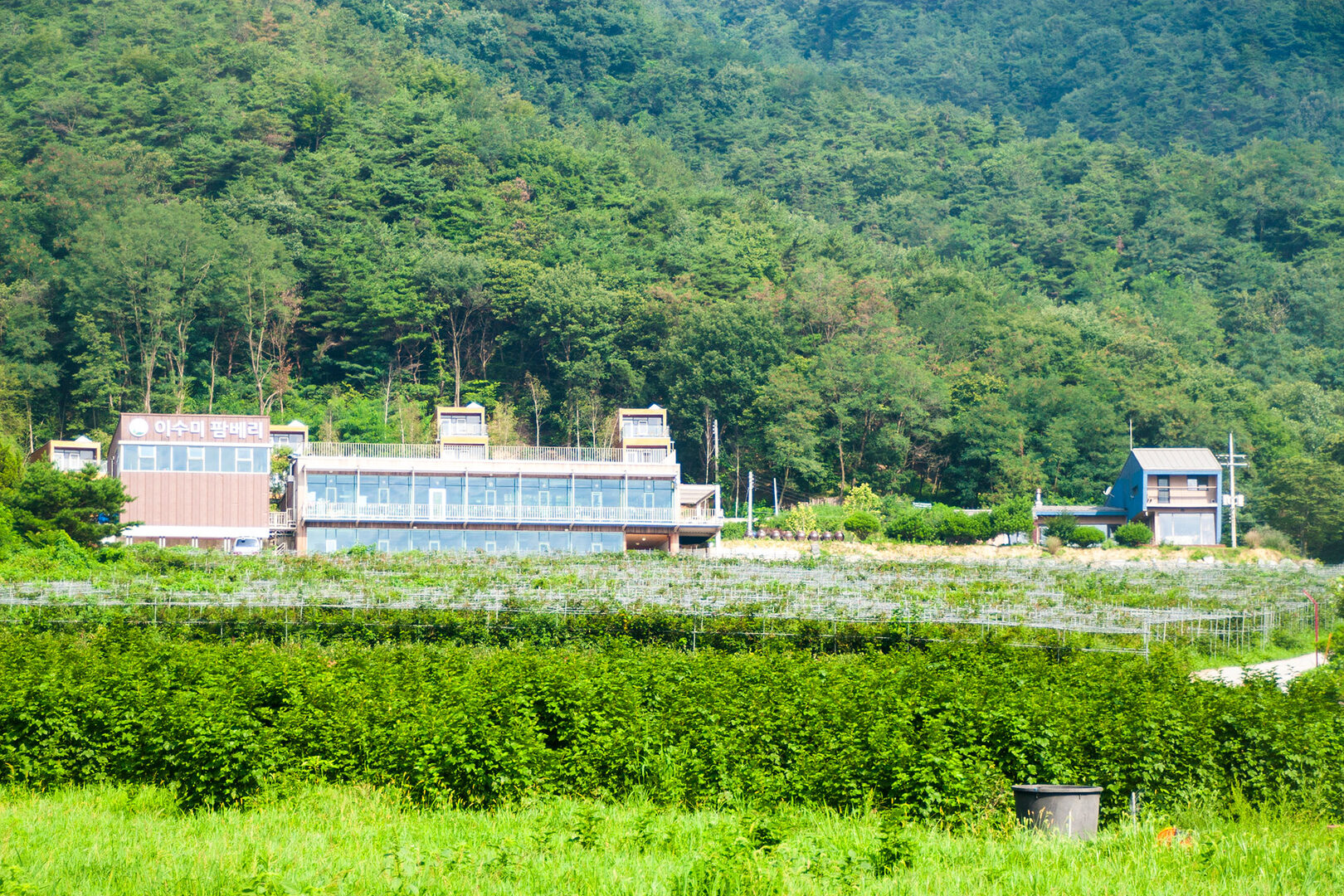이수미팜베리 농장 전경